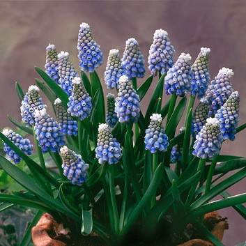 Muscari Aucheri, Muscari Ocean Magic, blue spring bulbs, Blue early spring bulbs, blue mid spring bulbs